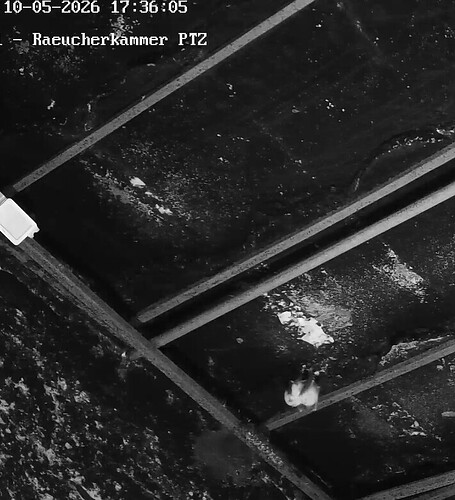 2026-05-10_2  Zwei Kleine Hufi kuschelnd in Räucherkammer