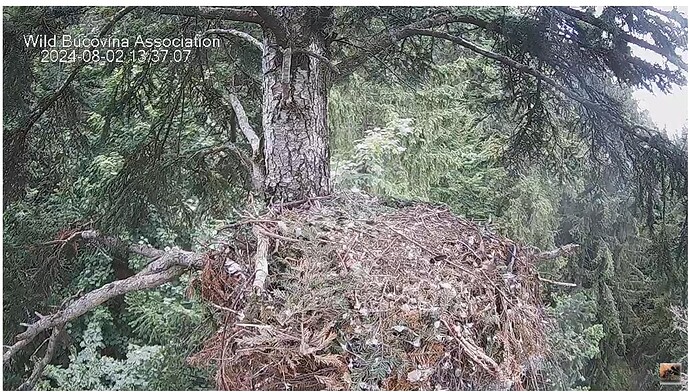 Screenshot 2024-08-02 123802