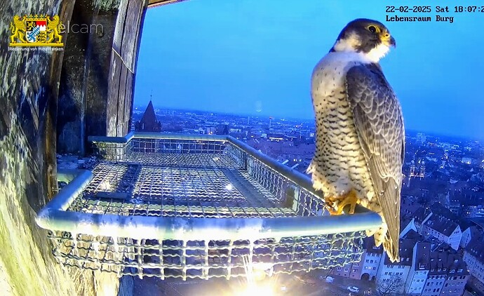 Screenshot_2025-02-22-18-07-48-441_com.android.chrome