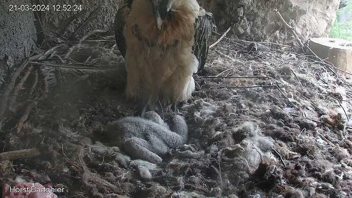 SnapShot-20240321_125230