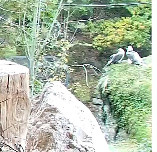 Screenshot_20251021-103643_Chrome