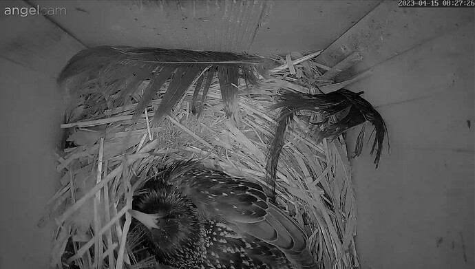 Screenshot_20230415-082814_Samsung Internet