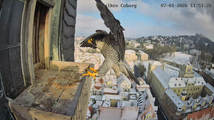 CAM3_Camera1_CAM3_20260107115126_524637