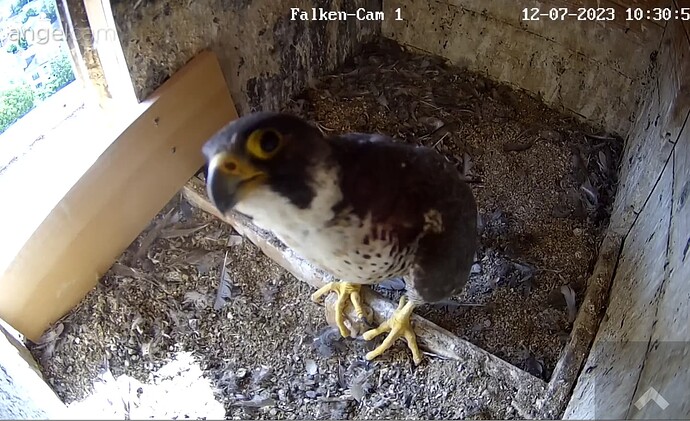 Screenshot_20230712-103123~2