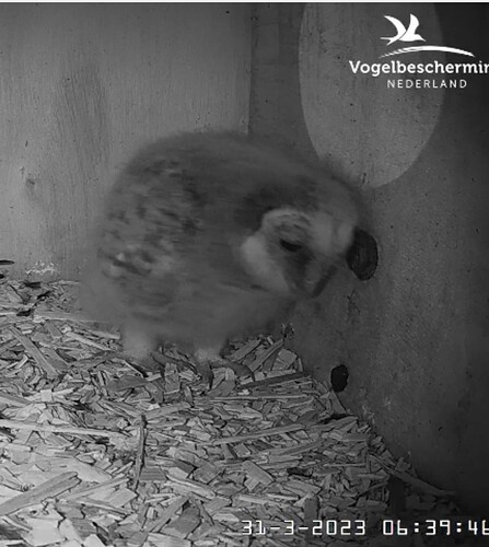 Capture+_2023-03-31-06-40-35(1)
