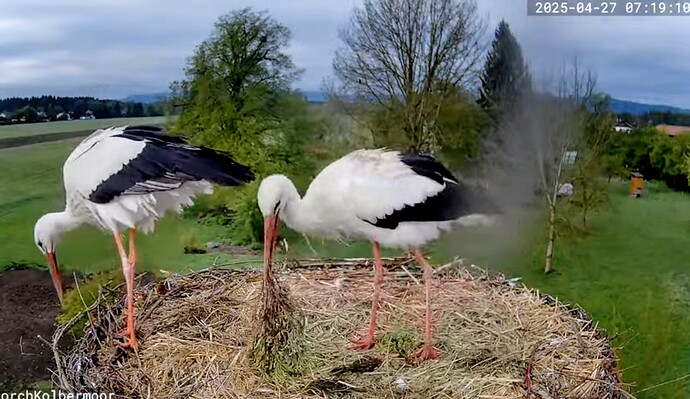 Screenshot_2025-04-27-09-21-03-109_com.google.android.youtube