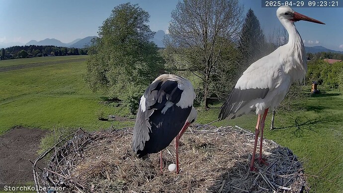 IMG-20250430-WA0005(1)