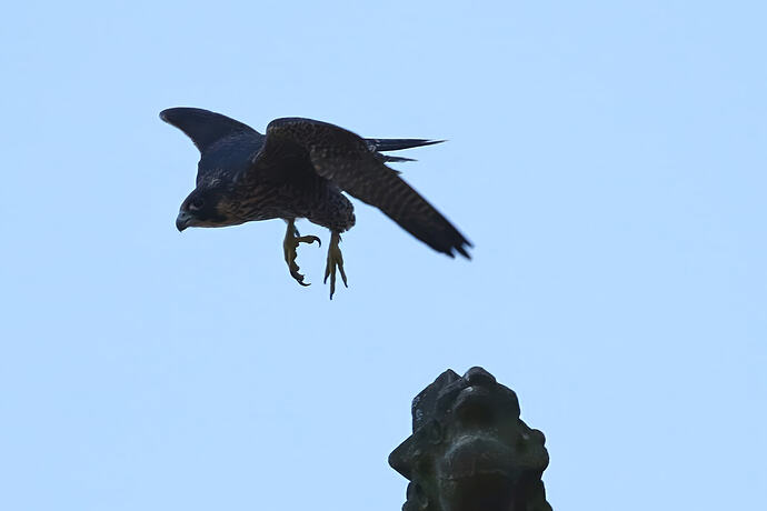 Jungfalke abends 2a