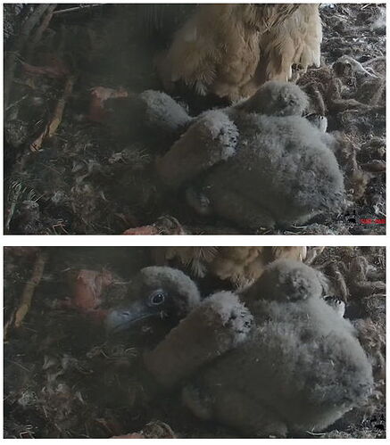 Snap_2024.04.01_17h00m45s_013_