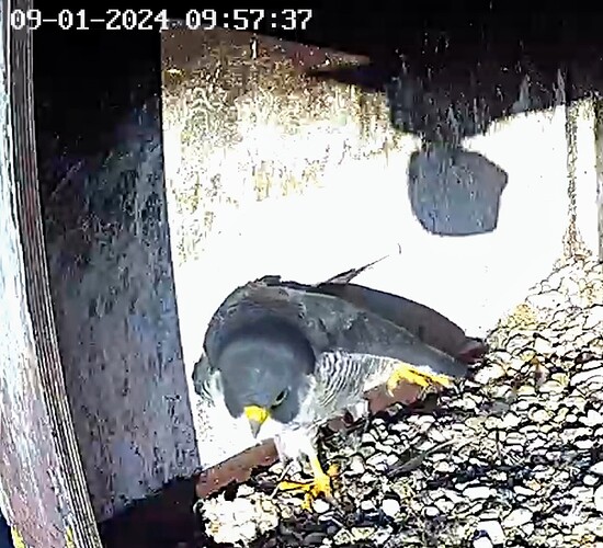 Screenshot_2024-01-09-09-54-50-045_com.android.chrome