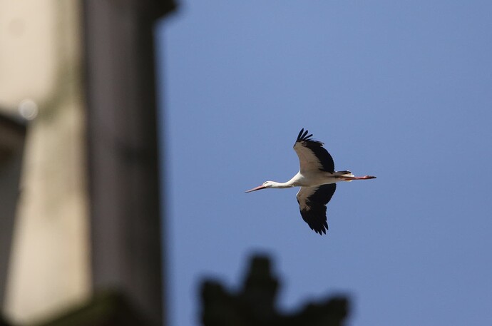 Storch