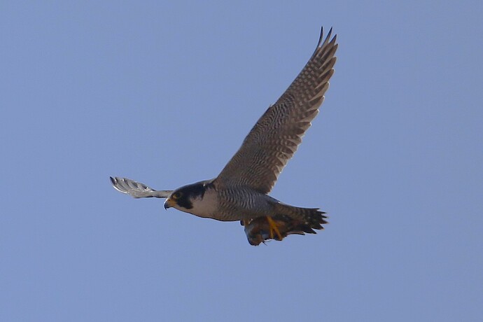 Falco mit Beute 4