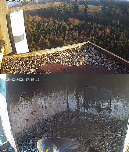 Screenshot_20260225_170857_Chrome