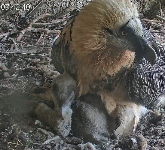 Screenshot_2024-03-29-07-42-51-938_com.android.chrome