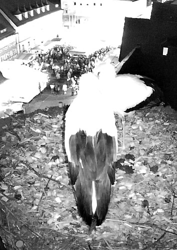 Screenshot_20231213-174314~2