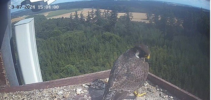 Screenshot_20240723_160236_Chrome