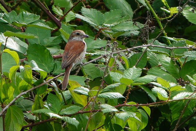DSC05581