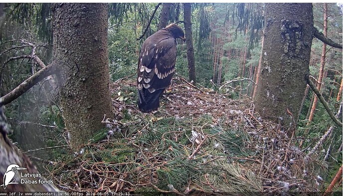 Screenshot 2024-08-05 195228