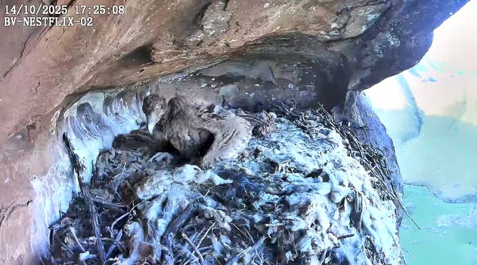 Screenshot_20251014-172540~2