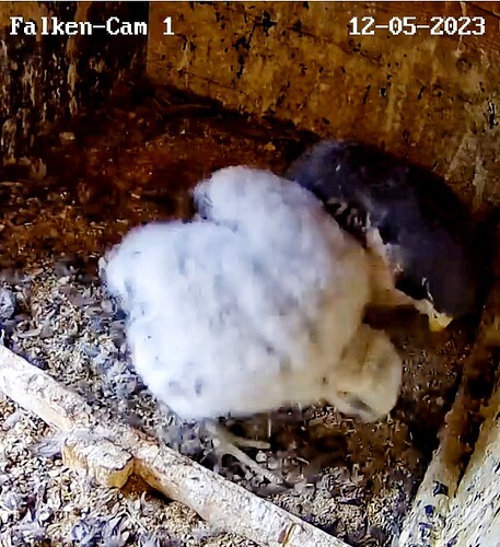 Screenshot_20230512-070227-01