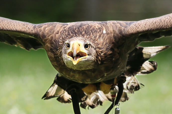 Seeadler 10a