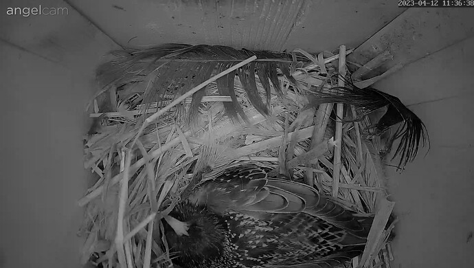 Screenshot_20230412-113700_Samsung Internet