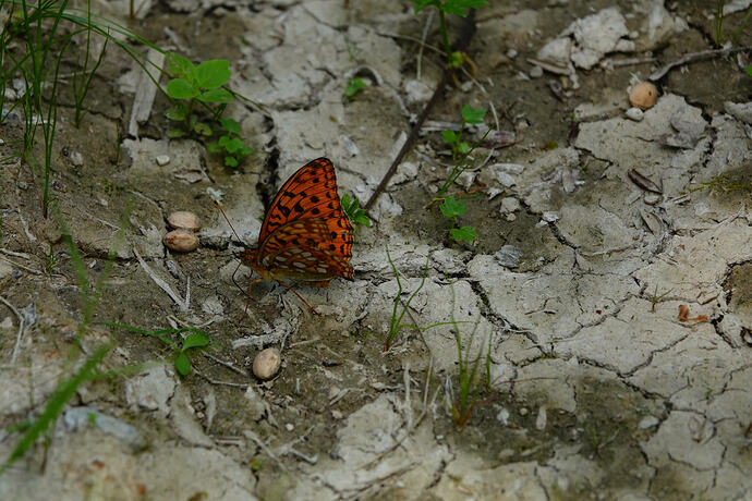 DSC04237