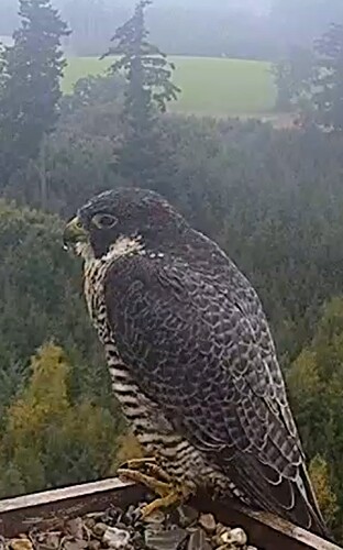 Screenshot_2025-09-24-18-01-00-238_com.android.chrome~2