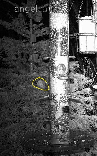 Screenshot_20221223-064633_Chrome