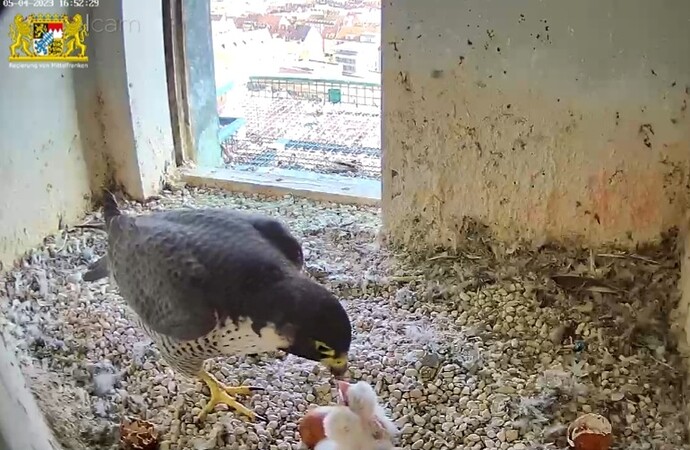 Screenshot_20230405-165253_Samsung Internet