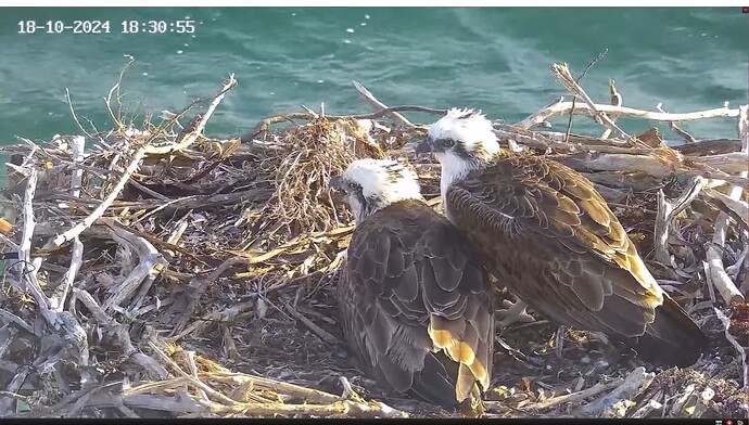 Screenshot 2024-10-18 110153