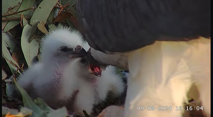 Screenshot_20240809_081632_YouTube