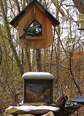 Blaue u. Amselfrau 23.12.24