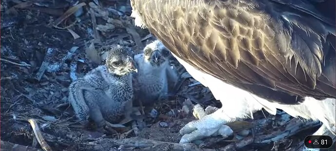 Screenshot_20241019_005251_YouTube