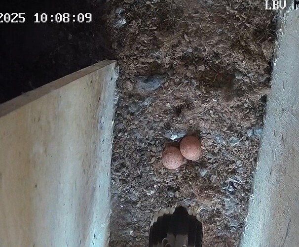 Screenshot_20250401-101030_Chrome