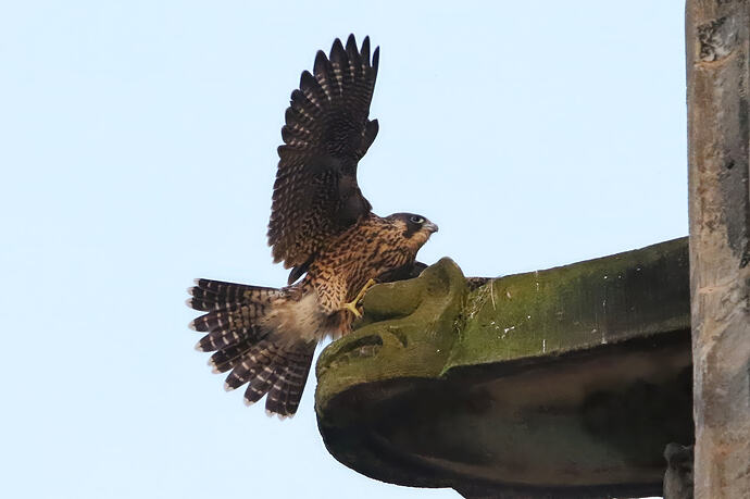 Jungfalke 1a