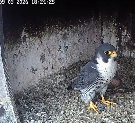 Screenshot_2026-03-09-18-17-42-159_com.android.chrome~2