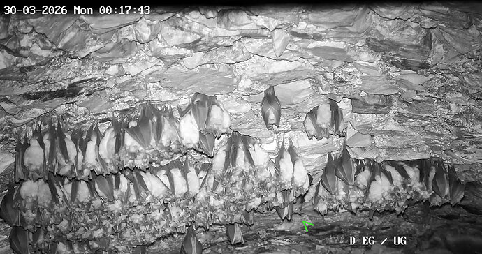 2026-03-30_4 Wimpi zwischen Hufis