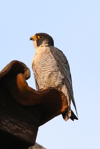 Falco nachmittags 5