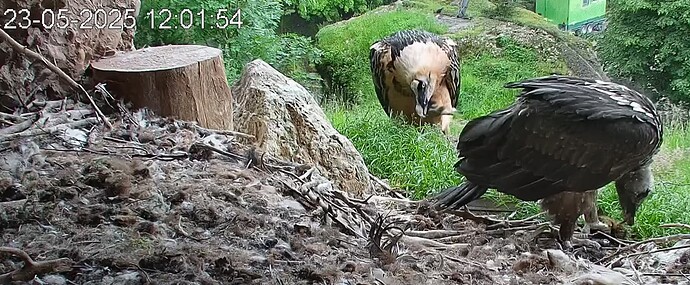 Barti frißt selbst 23.05.25