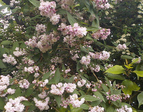 Snap_2025.06.01_11h05m03s_008_