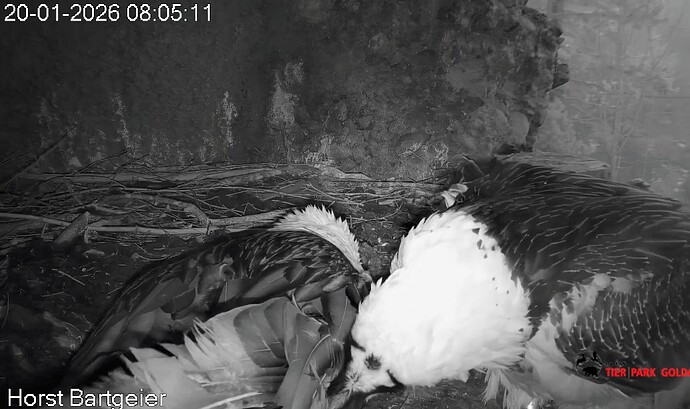 Screenshot_2026-01-20-08-06-16-605_com.android.chrome~2