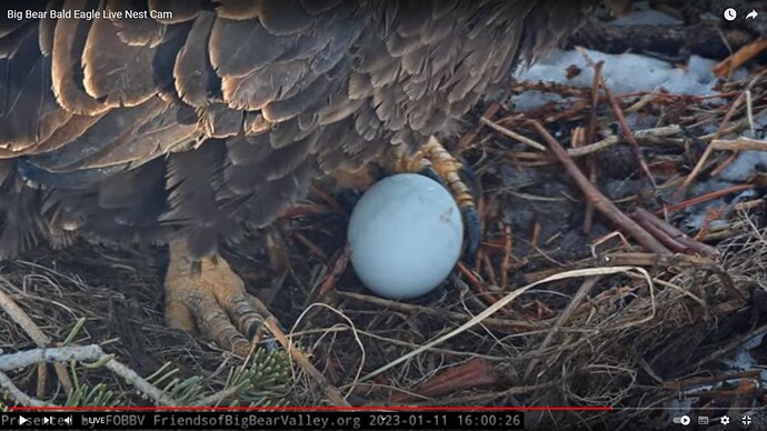 bbca_230111_first_egg