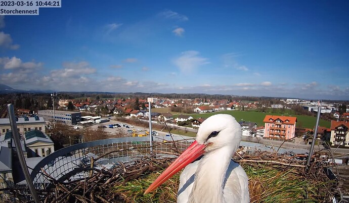 2023-03-16 10_44_58-LIVE Storchennest Freilassing - YouTube und 4 weitere Seiten - Persönlich – Micr