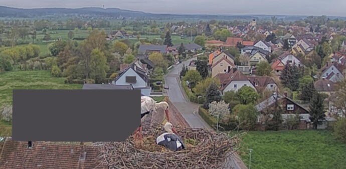 2023-04-28 08_06_44-Storcheninfo & Storchen-Kamera - altmuehlsee-lbvs Webseite! und 2 weitere Seiten