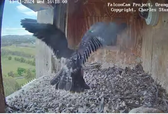 Screenshot_20241113_061819_Chrome