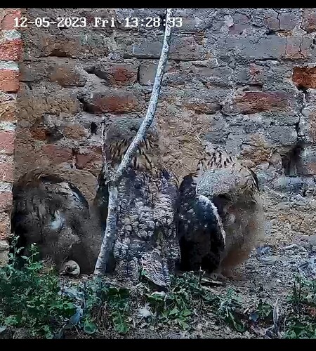 Screenshot_20230512_132913_Samsung Internet