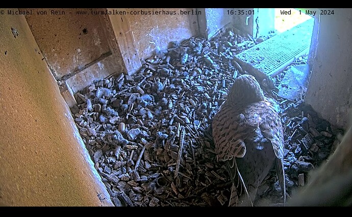 Screenshot_20240501-163546_Chrome