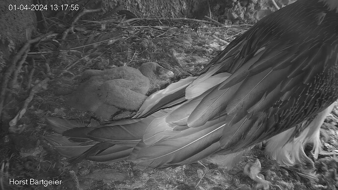 SnapShot-20240401_131804