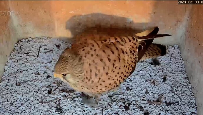 Screenshot_2024-04-03-07-18-42-870_com.android.chrome